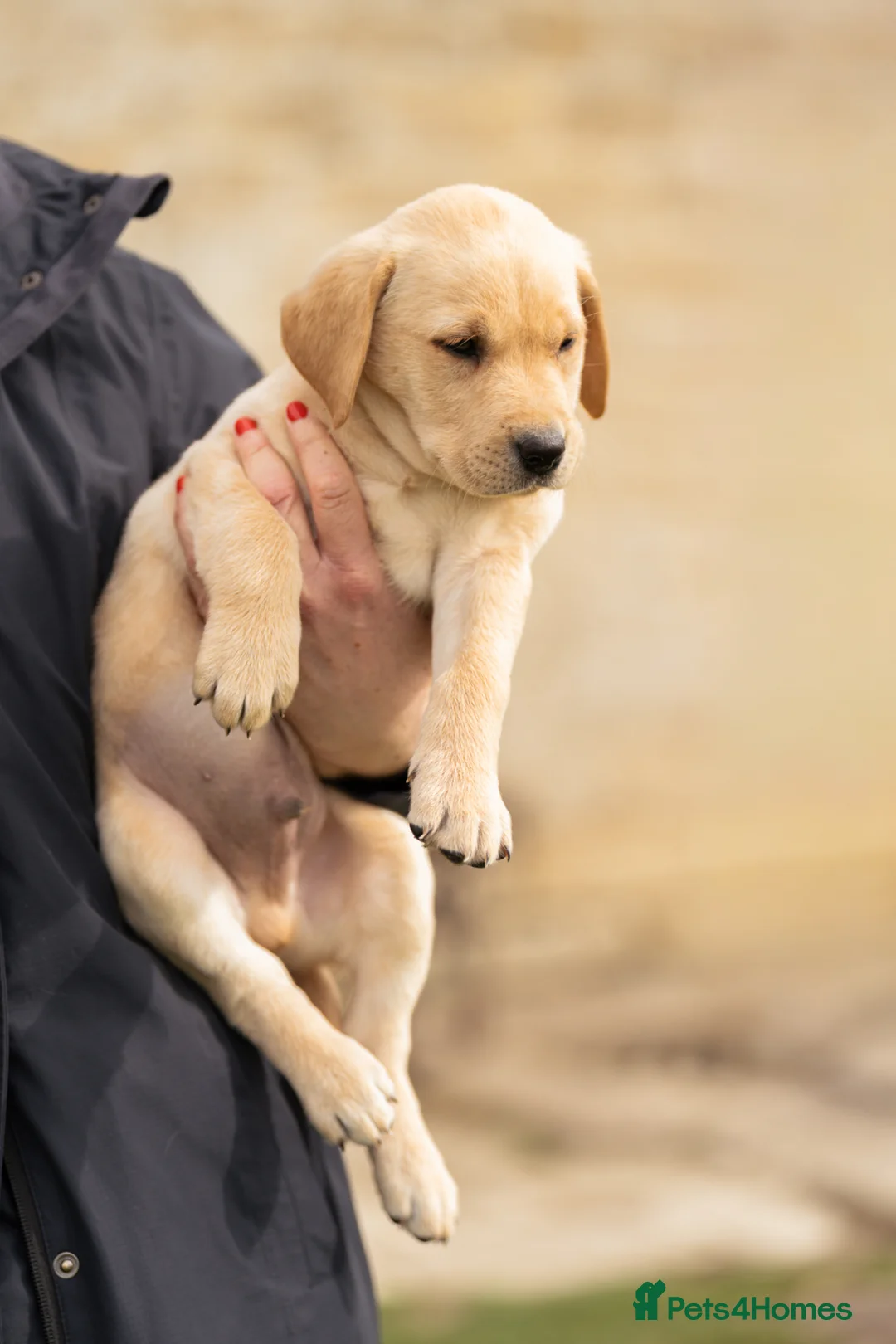 Labrador Retriever dogs for sale: KC REGISTERED LABRADOR RETRIEVER PUPPIES  - Advert 2