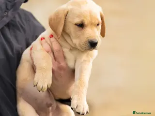 Labrador Retriever dogs KC REGISTERED LABRADOR RETRIEVER PUPPIES - Advert 17