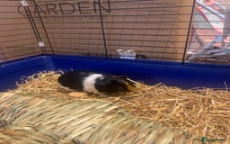 Guinea Pig rodents for sale: Guinea Pigs for Sale - Image 7