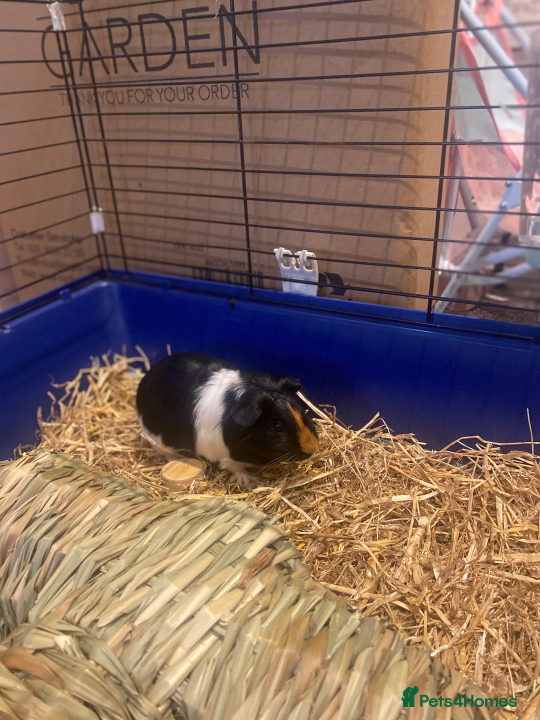 Guinea Pig rodents for sale: Guinea Pigs for Sale - Image 7