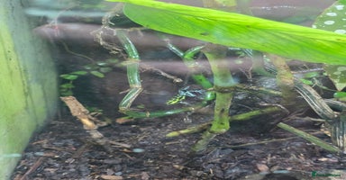 Frog reptiles Dart frogs plus viv  - Advert 1