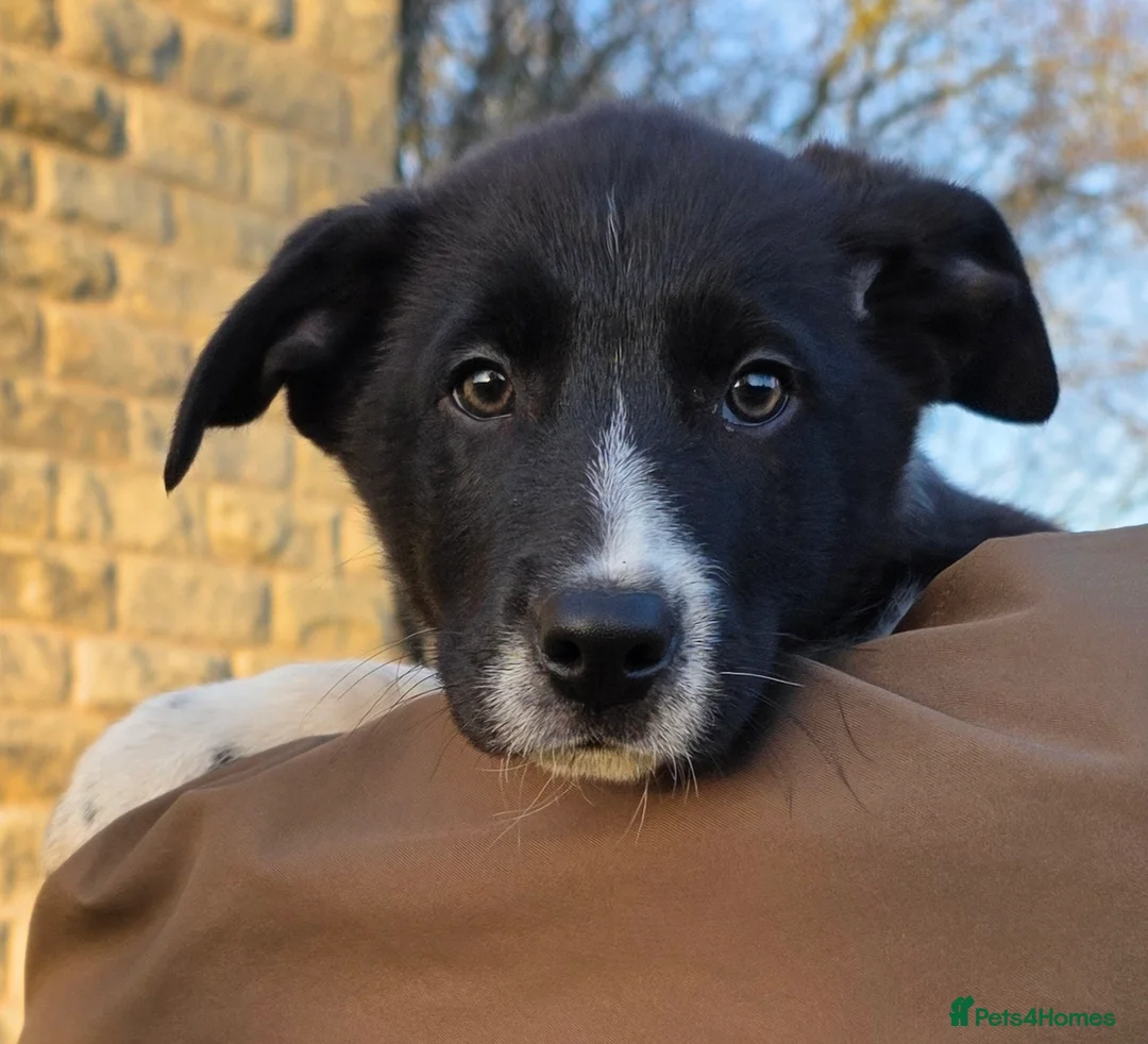 Border Collie dogs for sale: 🐾 Border Collie Pups - 1 Boy Available 🐾 - Advert 9