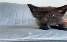 Mixed Breed cats for sale: Adorable kittens  - Image 20