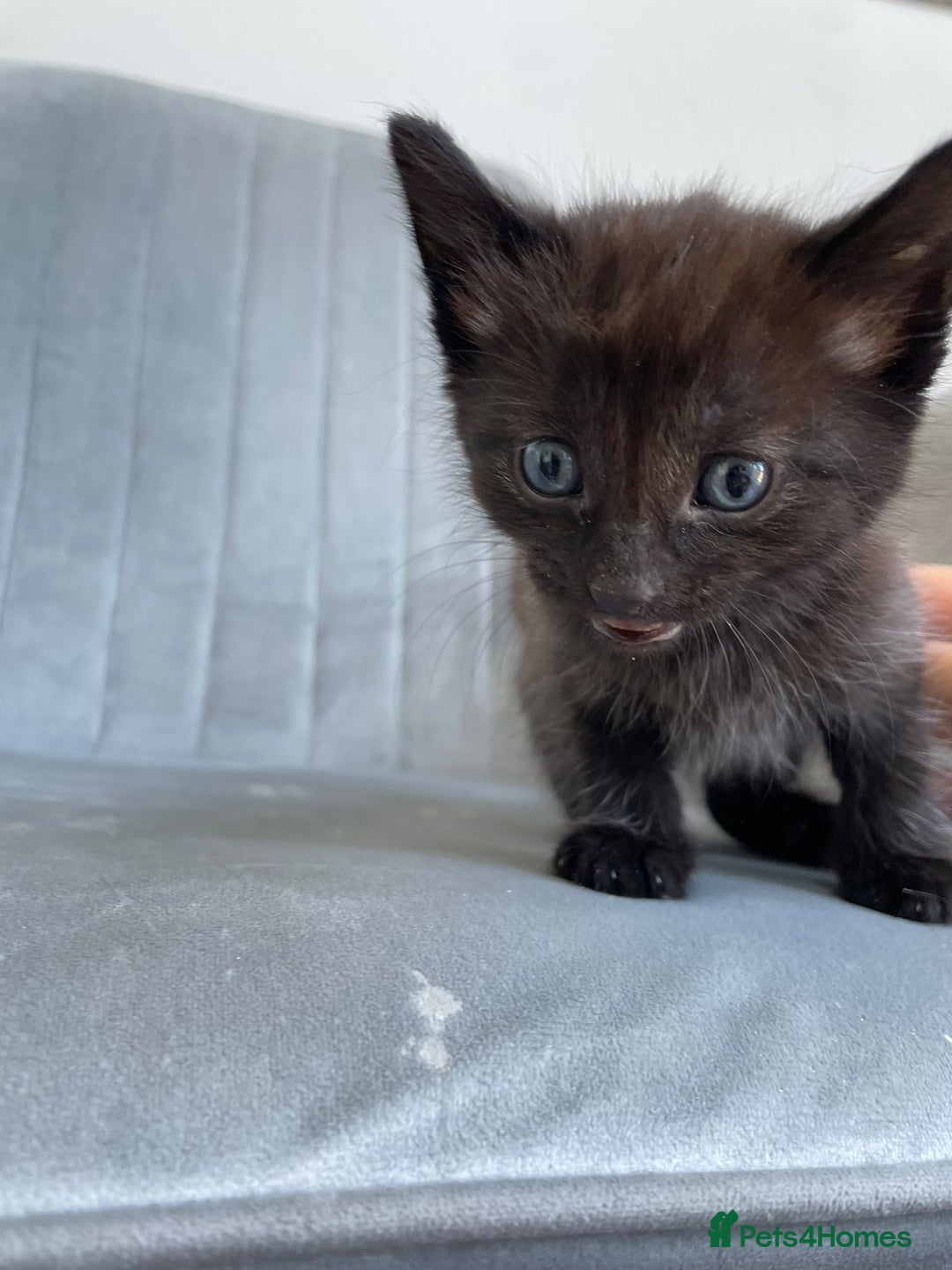 Mixed Breed cats for sale: Adorable kittens  - Image 20