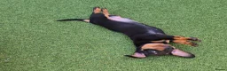 Miniature Dachshund dogs for sale: 1 puppy minature dachshund boy avaliable - Advert 10