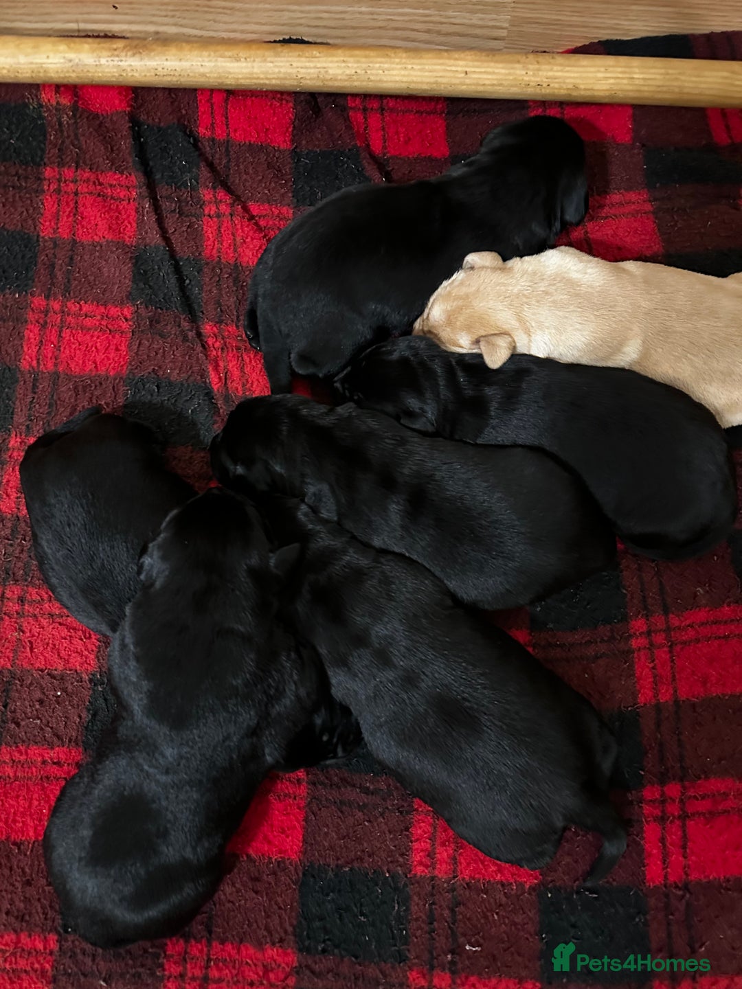 Labrador Retriever dogs for sale: Stunning KC Labrador puppies x 7 - Advert 4