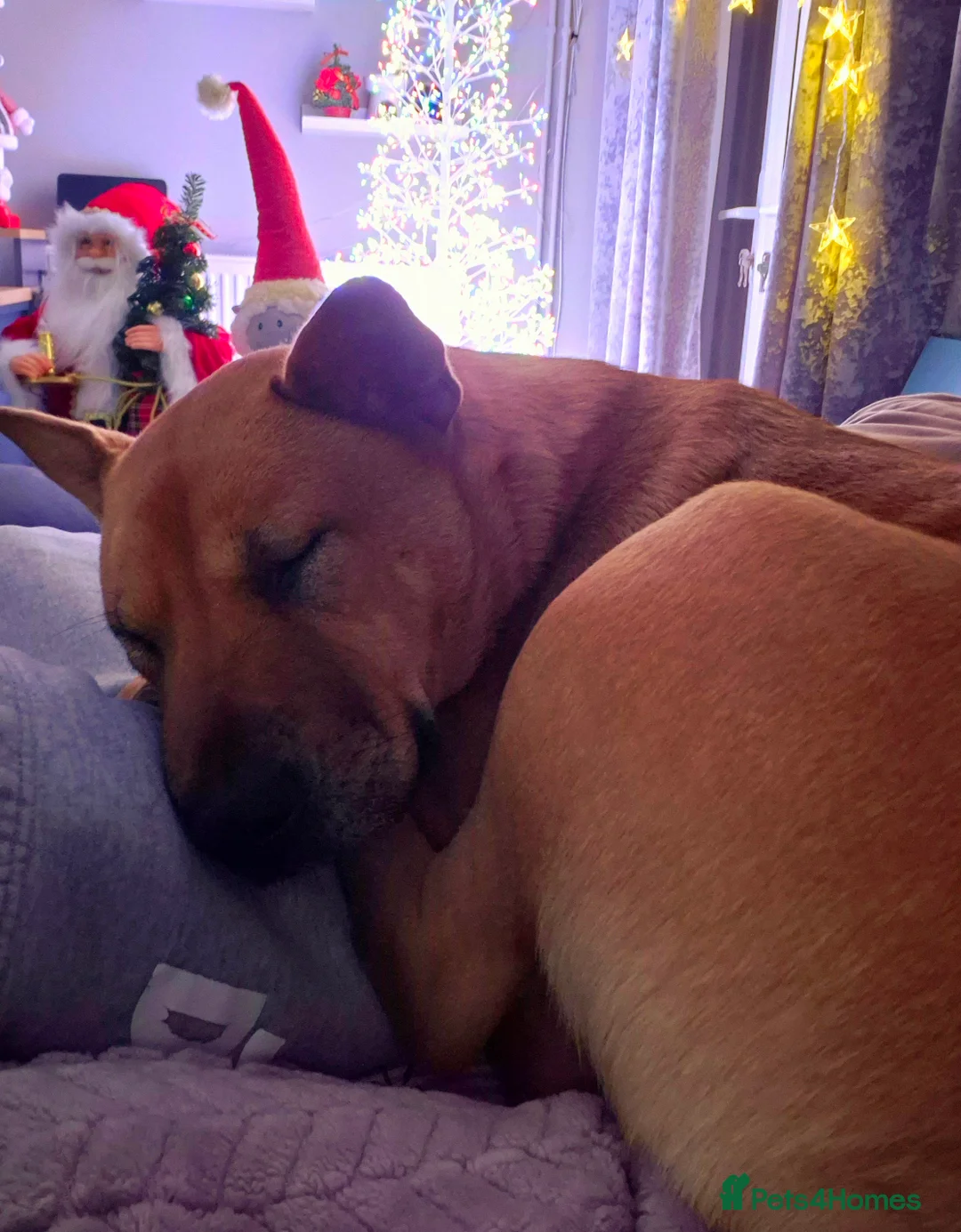 Mixed Breed dogs for sale: 2yr old Bull-chow Roxy - Advert 2