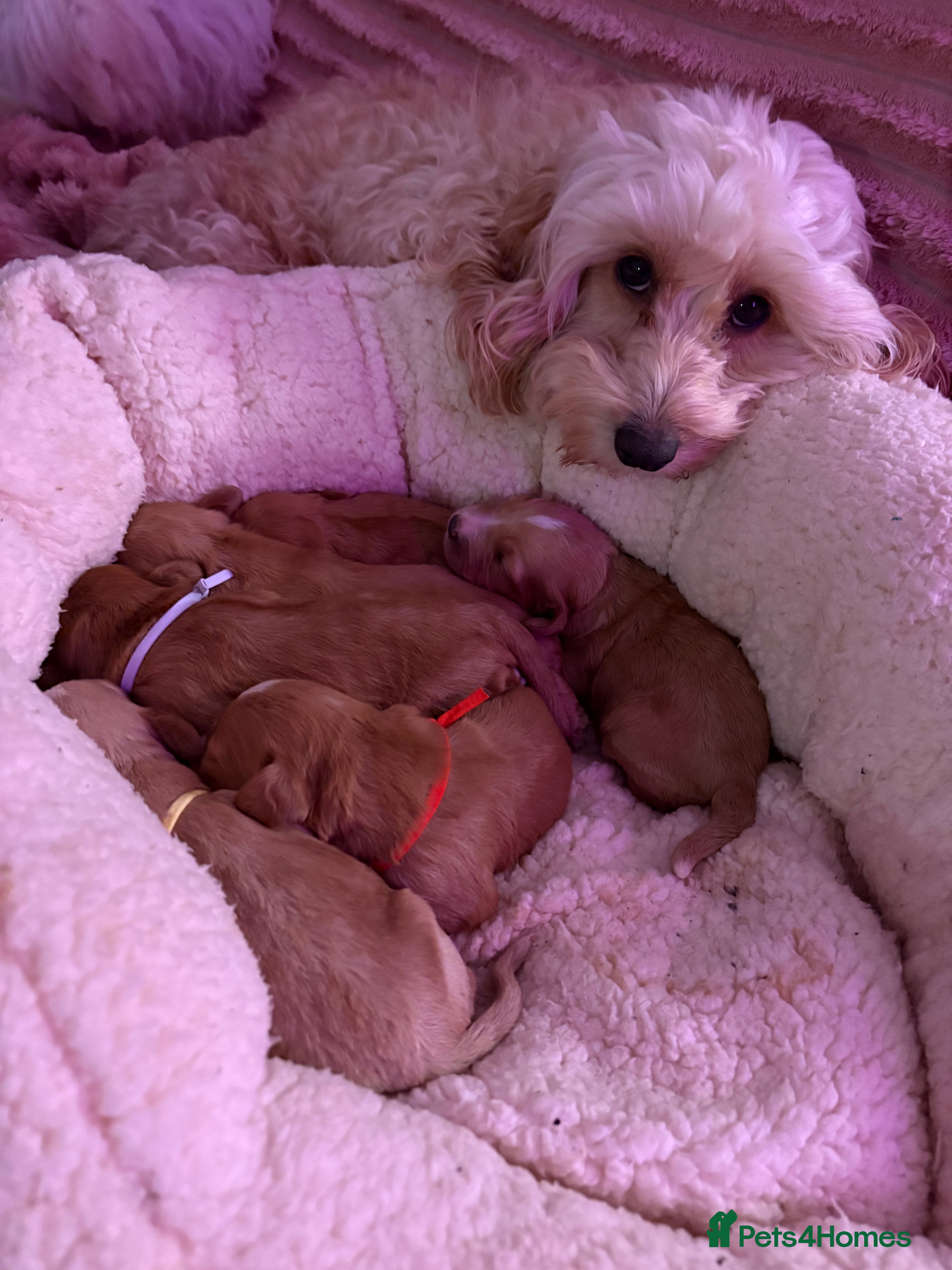 Cockapoo dogs Outstanding fb1 cockapoo puppies - Advert 5