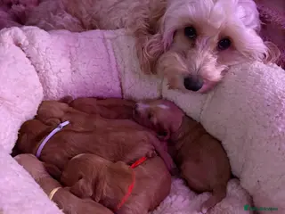 Cockapoo dogs Outstanding fb1 cockapoos last two girls left !! - Advert 5