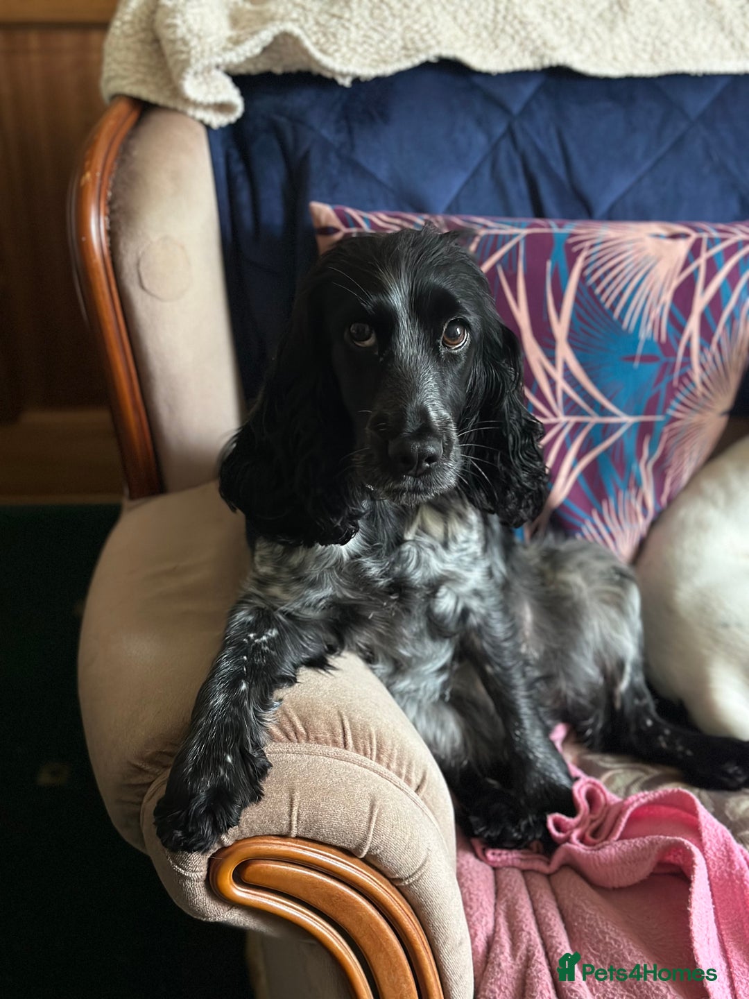 Cocker Spaniel dogs for sale: Working Cocker Spaniels *Due 25th October*  - Image 2
