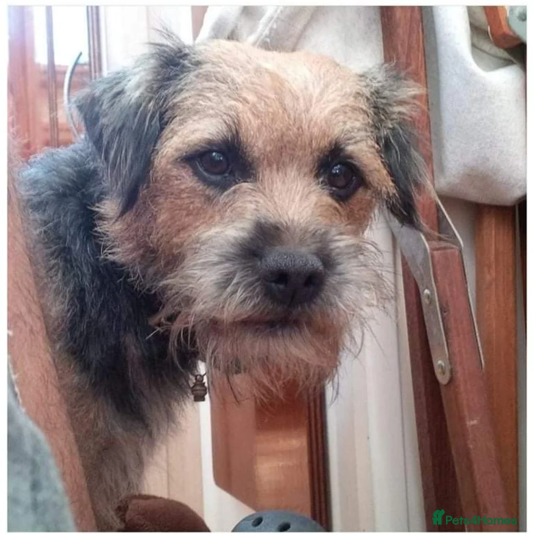 Border Terrier dogs for sale: Adorable Pedigree Border Terrier Puppies  in Poole - Advert 6