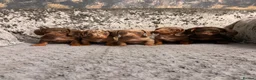 Miniature Dachshund dogs for sale: True to type miniature dachshund puppies ready now - Advert 11