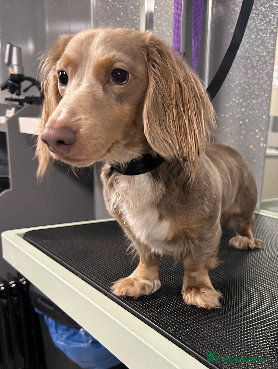 Miniature Dachshund dogs for stud: Long hair dachshund stud  - Advert 4