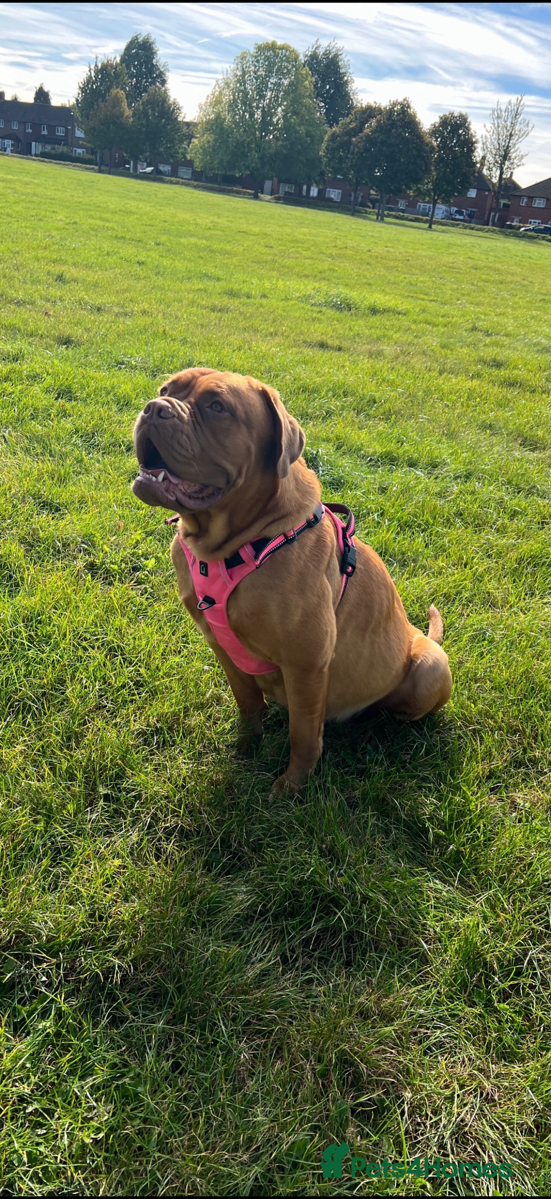 Dogue De Bordeaux dogs for sale: Beautiful Dogue De Bordeaux Puppies - Advert 30