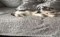 Domestic Shorthair cats for sale: 6 year old female - Image 3