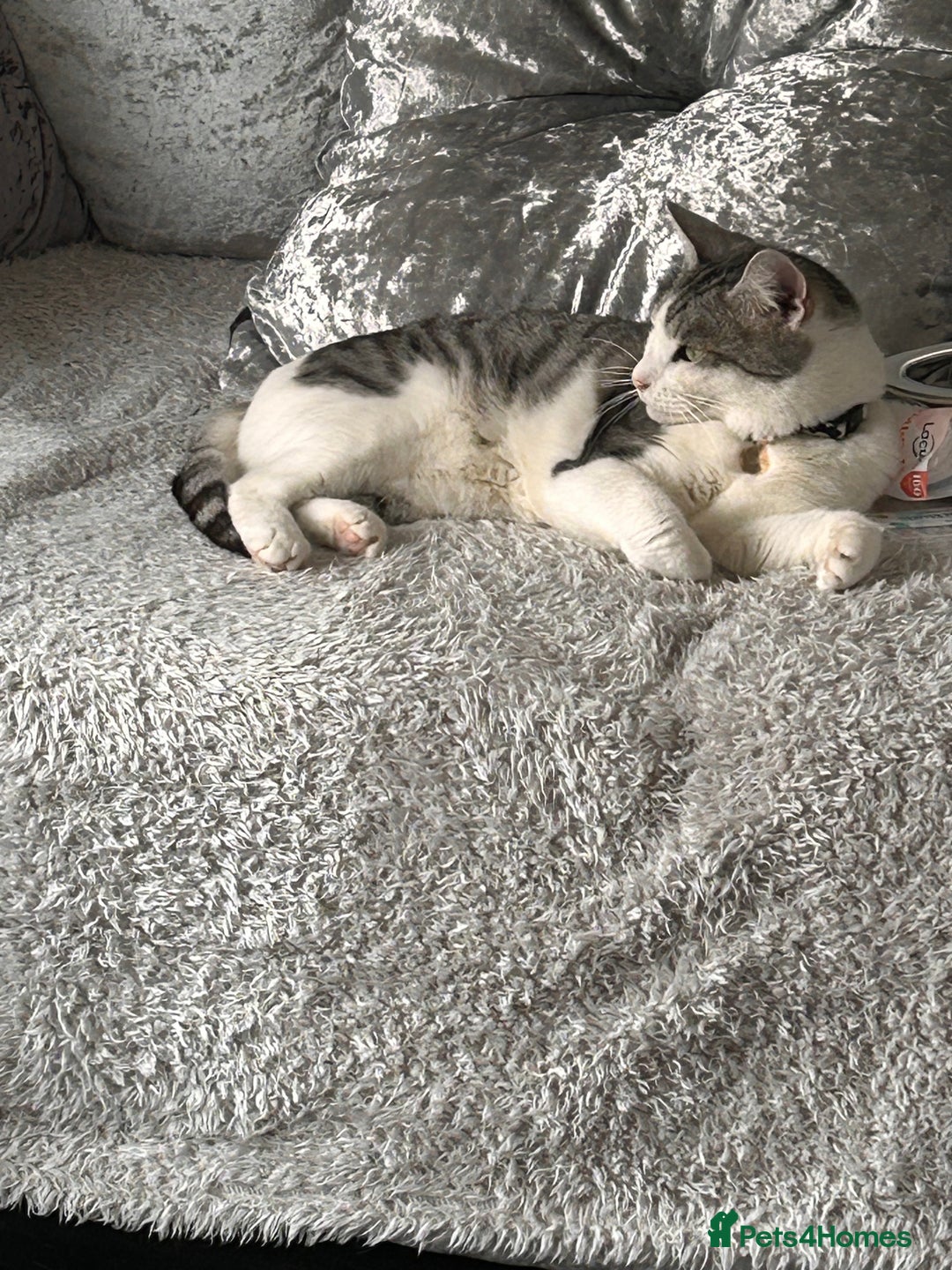 Domestic Shorthair cats for sale: 6 year old female - Image 3