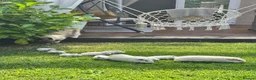 Guinea Pig rodents for sale: Guinea pigs white Teddy shape - Advert 3