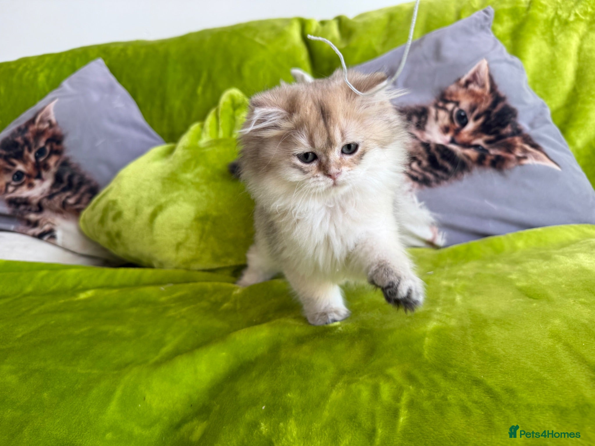 British Longhair cats for sale: Pure Bread British Longhair and Shorthair kittens - Advert 2