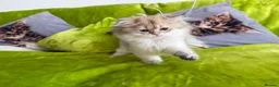 British Longhair cats for sale: Pure Bread British Longhair and Shorthair kittens - Advert 1