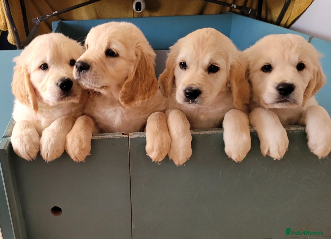 Golden Retriever dogs for stud: Cesarka Golden Retrievers in Conwy - Image 16