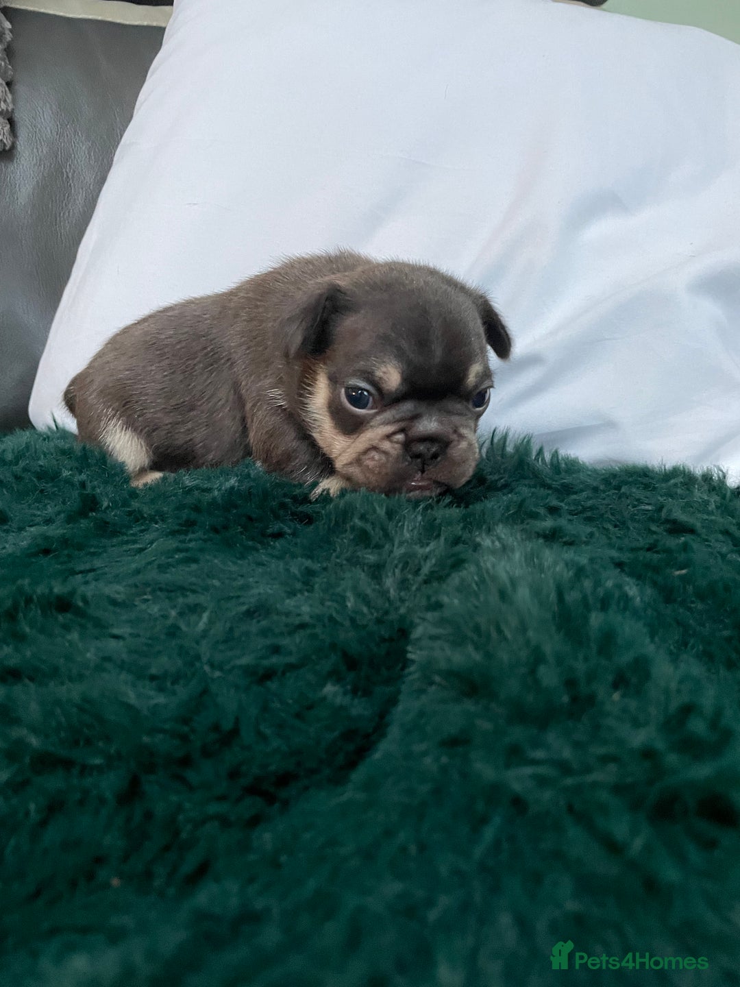 French Bulldog dogs for sale: Beautiful Merle French bulldogs  - Advert 9