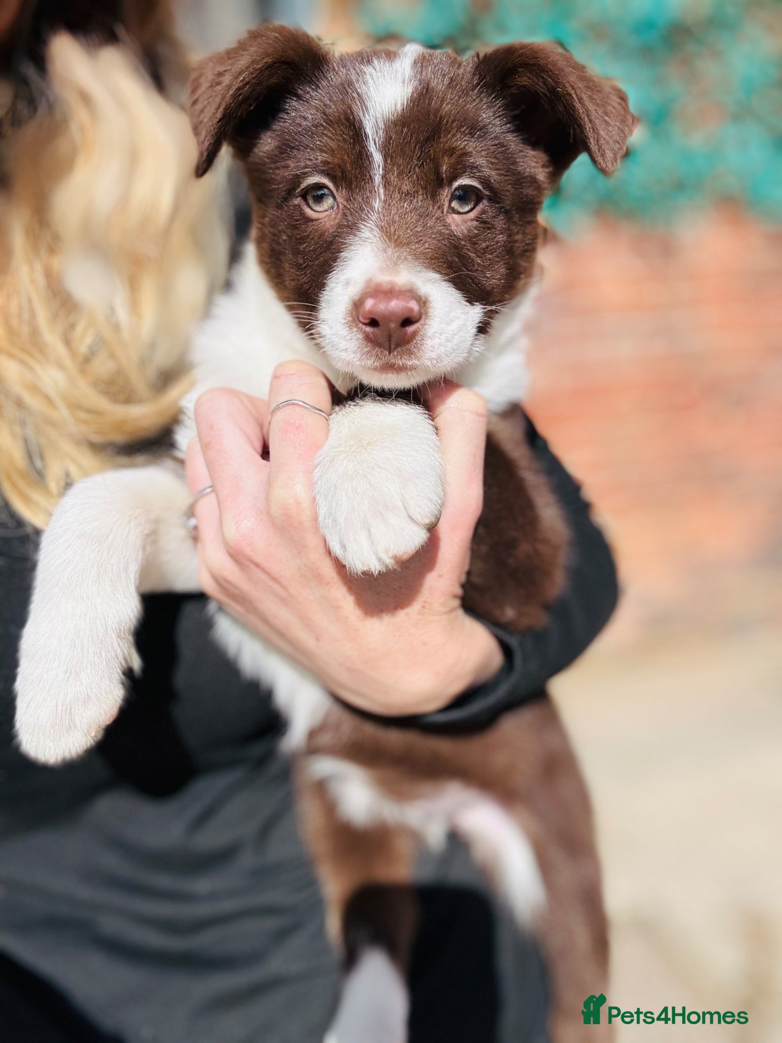 Border Collie dogs Pure Bred Border Collie Puppies For Sale - Advert 7