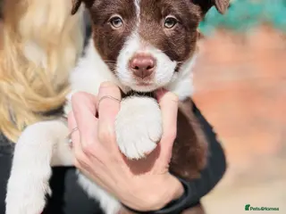 Border Collie dogs Pure Bred Border Collie Puppies For Sale - Advert 7