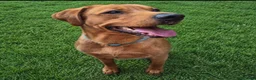 Labrador Retriever dogs for sale: 8 Fox Red Labrador Puppies in Glasgow - Advert 6