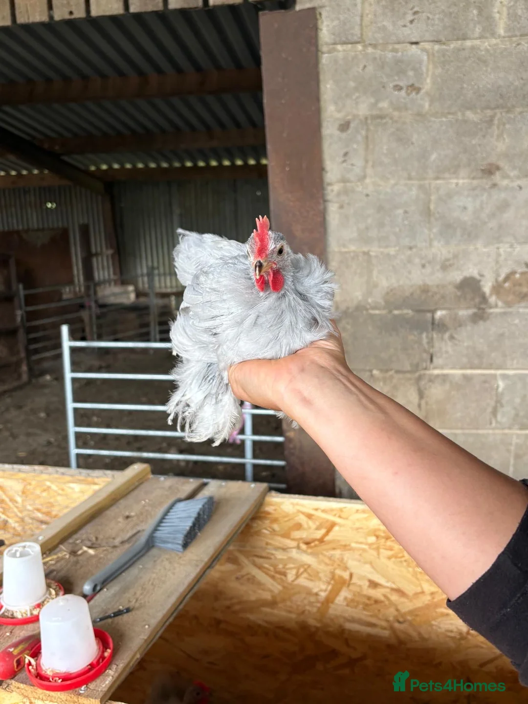 Chickens poultry for sale: Lavender Pekin Bantam Chicks - Advert 3