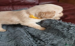 Golden Retriever dogs for sale: Cream golden retriver for sale ONLY 2 Available  - Image 5