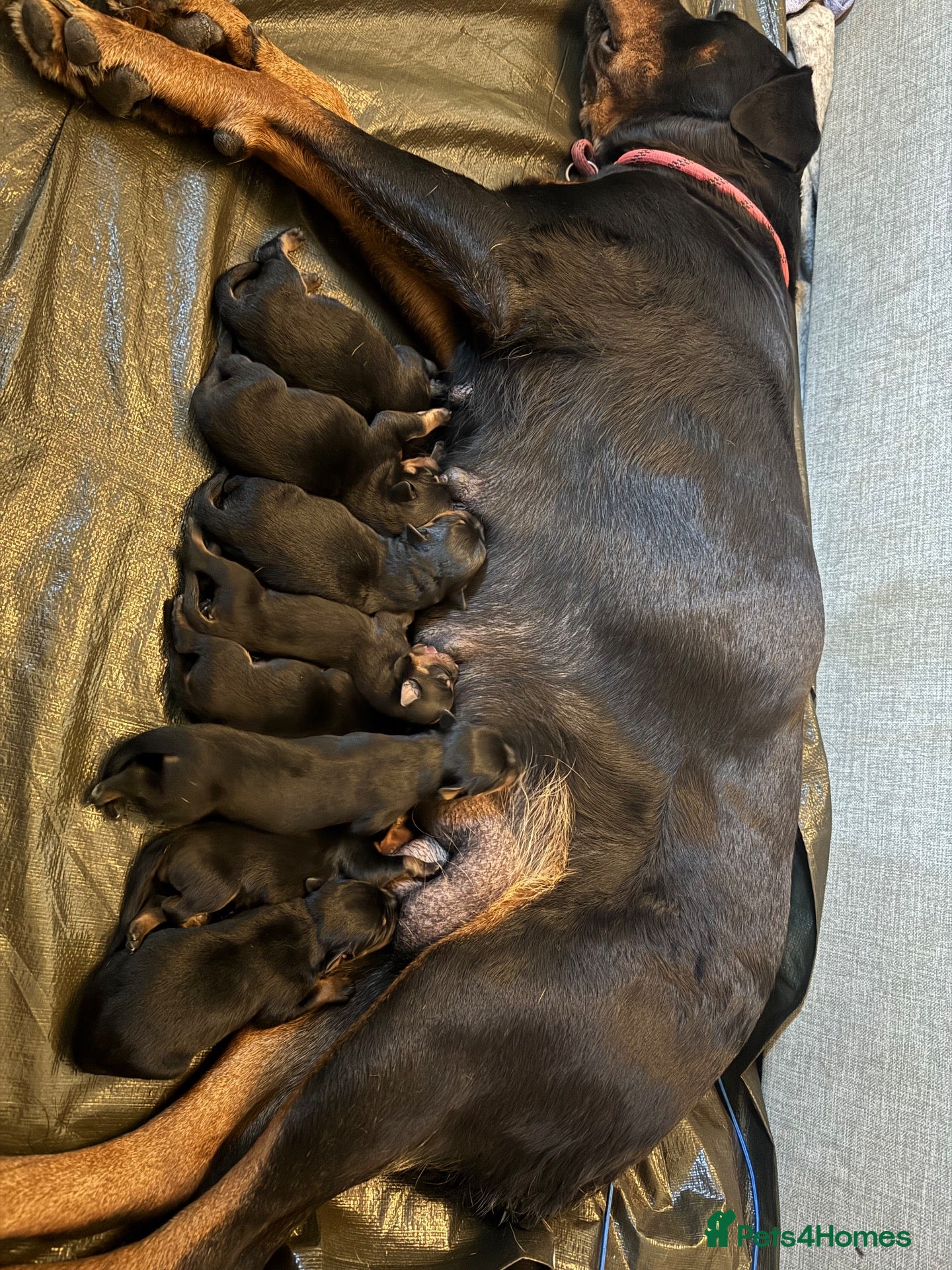 Rottweiler dogs KC Registered German Rottweiler Puppies - Advert 2