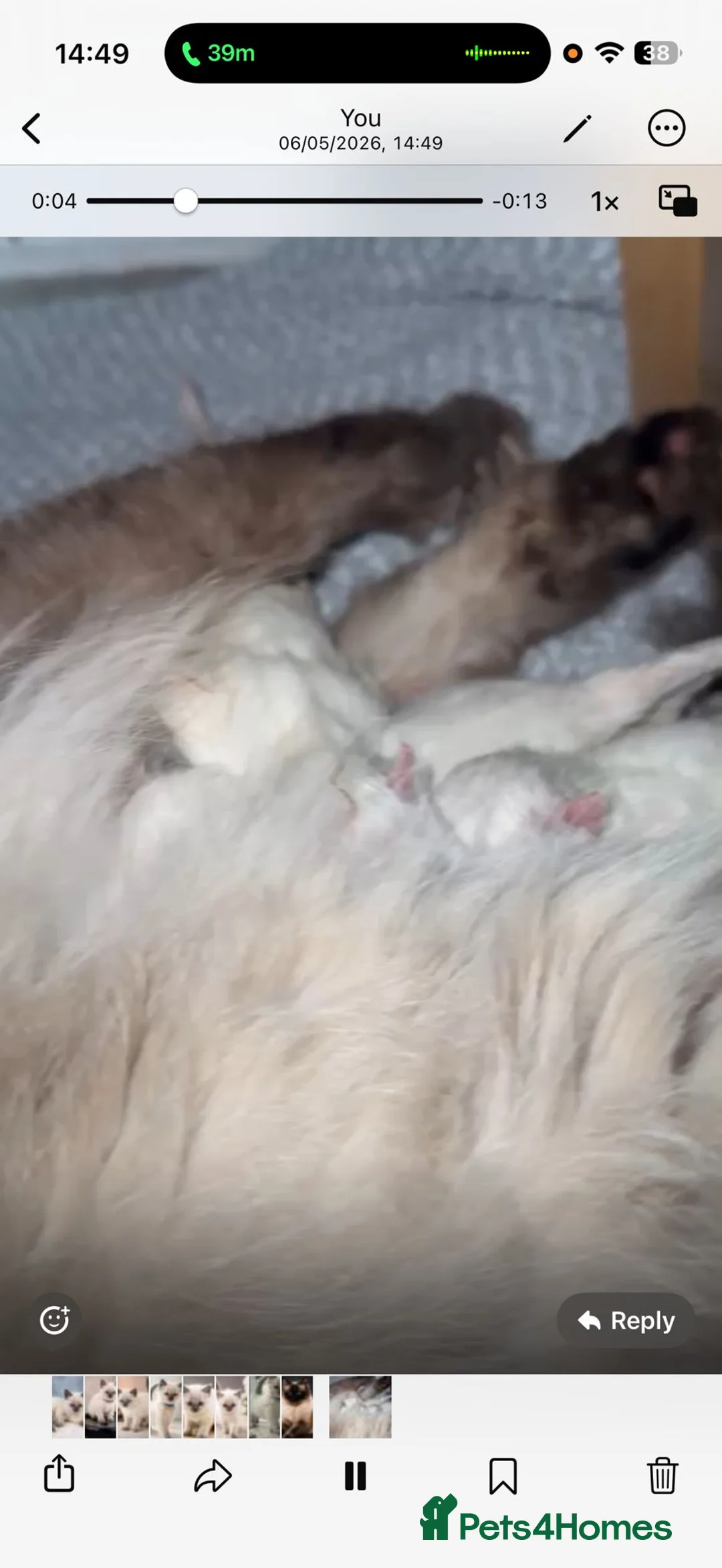 Ragdoll cats for sale: ✨ Beautiful Ragdoll Kittens – Ready Soon ✨ in Chelmsford - Advert 2