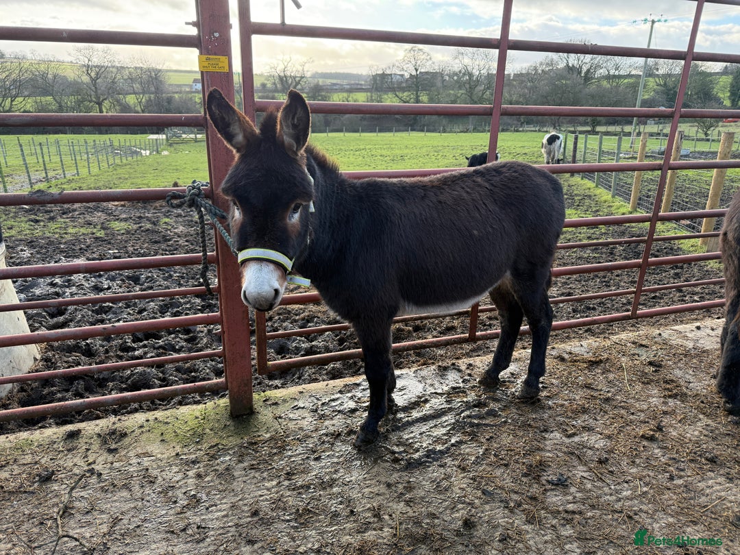 Donkey livestock for sale: Two donkey brothers!  - Advert 1