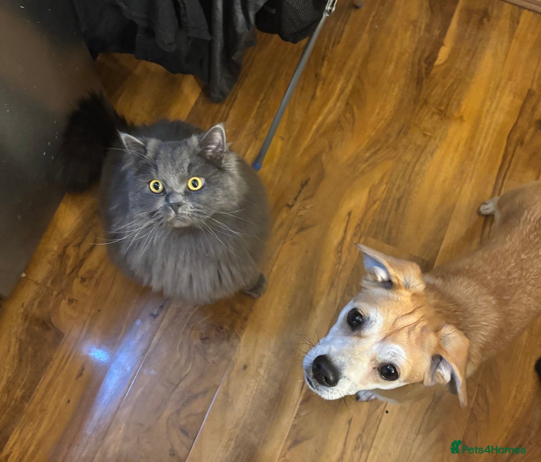 Mixed Breed dogs for adoption: Small friendly girl  - Advert 2