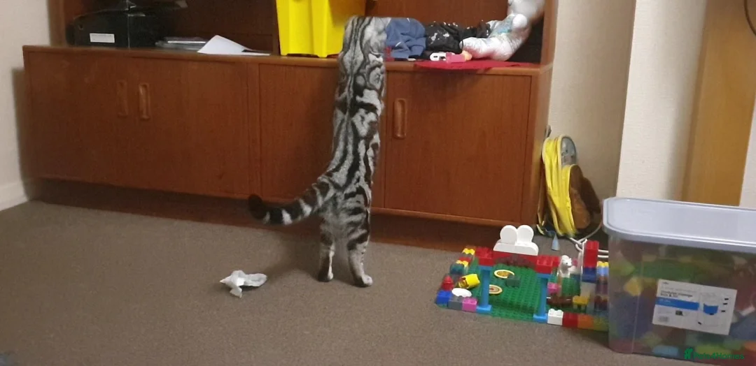 British Shorthair cats for stud: BSH Classic Silver Tabby  in Rochester - Advert 4