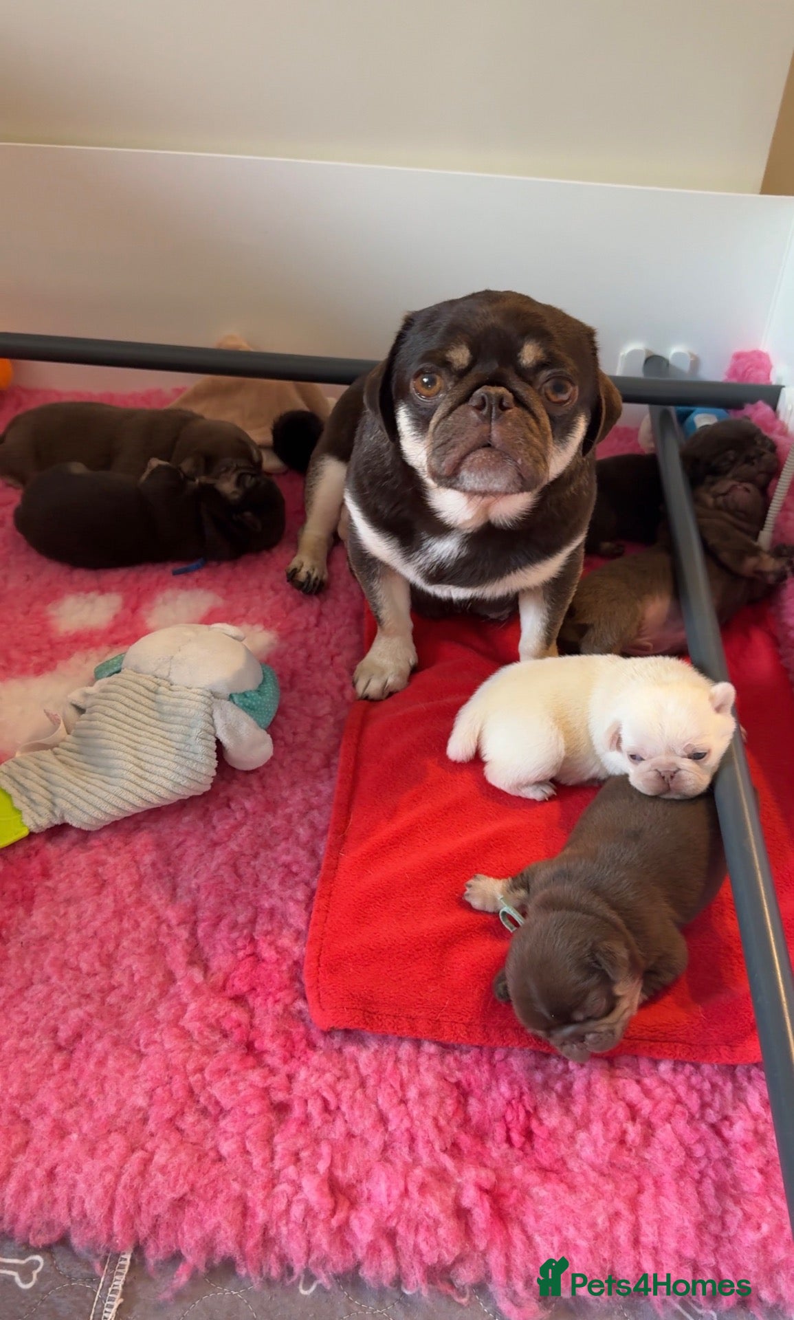 Pug dogs 3rd generation pugs health tested parents  - Advert 2
