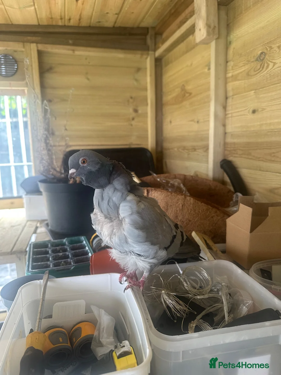 Pigeons birds for sale: Show quality Chinese owls Fancy pigeons  - Advert 2