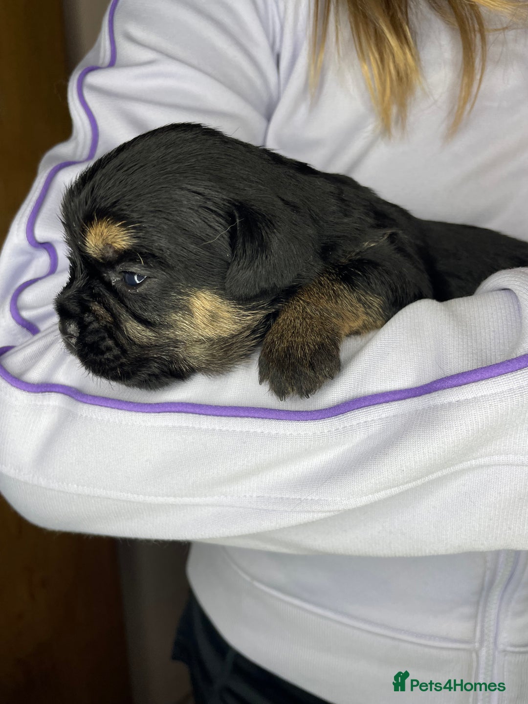 Border Terrier dogs for sale: Beautiful Border Terrier Puppies - Advert 5