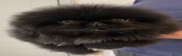 Pekingese dogs for sale: 💙Stunning Black KC registered Pekingese Puppy💙 - Advert 5