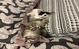 Mixed Breed cats for sale: Kittens 😸 MaineCoon x kittens READY TODAY ❤️😸🐈 - Image 24