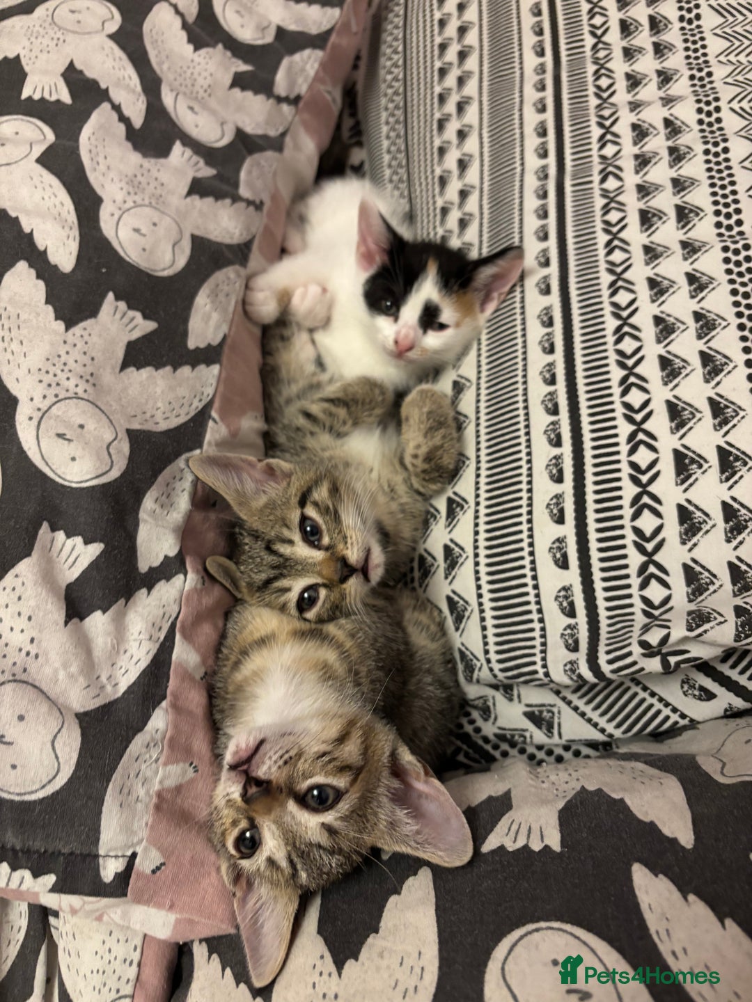 Mixed Breed cats for sale: Kittens 😸 MaineCoon x kittens READY TODAY ❤️😸🐈 - Image 24