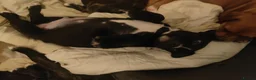 Staffordshire Bull Terrier dogs for sale:  original Staffordshire puppies ready to go in Blackburn - Advert 6