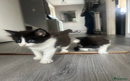 Maine Coon cats for sale: Kittens for sale  - Image 9
