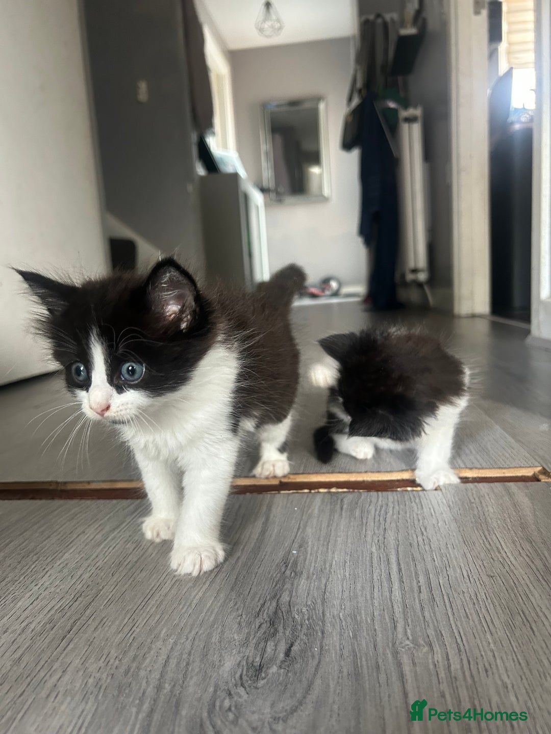 Maine Coon cats for sale: Kittens for sale  - Image 9