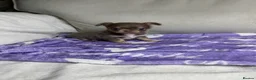 Chihuahua dogs for sale: Beautiful KC Chihuahua boy READY NOW  - Advert 16