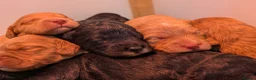Cockapoo dogs for sale: F1 Miniature Cockapoo Pups, Health Tested Parents - Advert 13