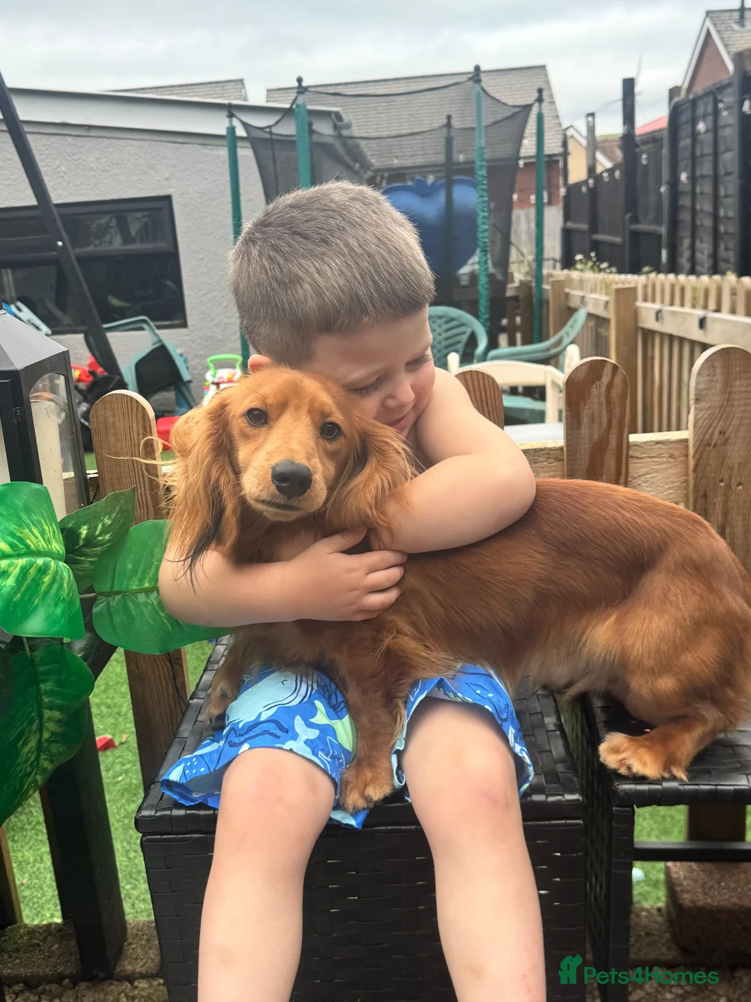 Dachshund dogs for stud: Long haired tan to stud  - Advert 2