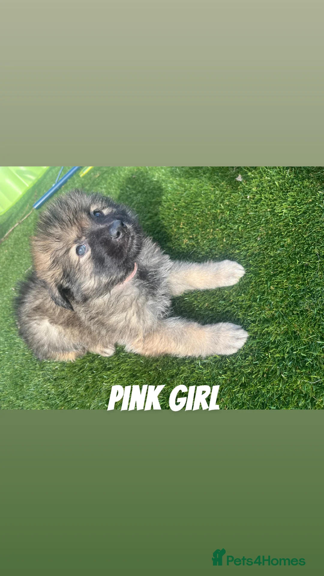 German Shepherd dogs for sale: Beautiful KC Reg Straight Back German Shepherds🐾 - Advert 25