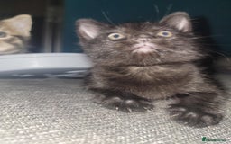 Mixed Breed cats for sale: Beautiful kittens for sale - Advert 25