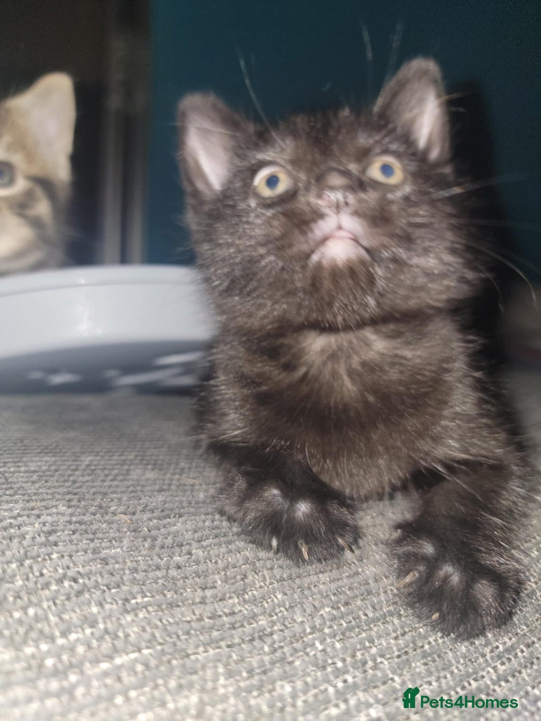 Mixed Breed cats for sale: Beautiful kittens for sale - Advert 25